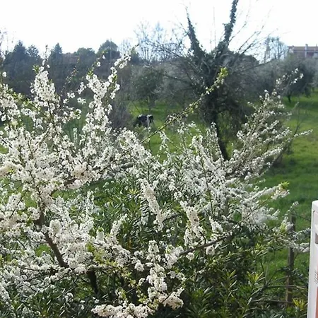 Bed & Breakfast Verbena Lodging Zagarolo